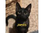 Adopt James Joseph a Domestic Short Hair