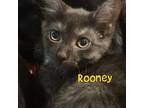 Adopt Rooney a Domestic Short Hair