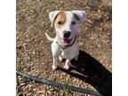 Adopt Tubbs* A198802 a Pit Bull Terrier