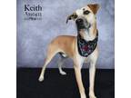 Adopt KEITH a Labrador Retriever, Mixed Breed