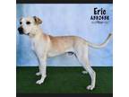Adopt ERIC a Pit Bull Terrier, Mixed Breed