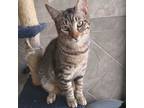 Adopt Kent a Domestic Short Hair