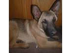 German Shepherd Dog Puppy for sale in Pelkie, MI, USA