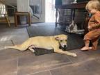 Adopt Milo a Catahoula Leopard Dog, Yellow Labrador Retriever