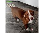 Adopt Moe a Chiweenie