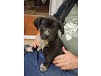 Adopt Creed a Mixed Breed