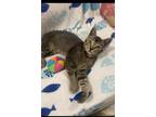 Adopt TEDDY a Domestic Short Hair