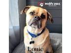 Adopt Louie FKA Boomer - Adoption Pending a Pug, Golden Retriever