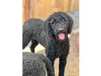 Adopt Croissant a Goldendoodle