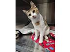 Adopt Star a Domestic Short Hair