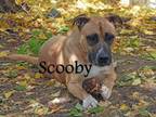 Adopt Scooby a American Staffordshire Terrier