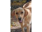 Adopt Toby a Labrador Retriever