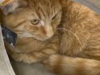 Adopt Bobby a Domestic Short Hair