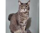 Adopt Mick a Tabby, Domestic Short Hair