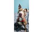 Adopt Heckle a Pit Bull Terrier