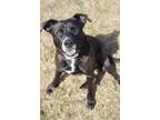 Adopt Jingles a Black Labrador Retriever, American Staffordshire Terrier