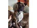 Adopt Tiger a Plott Hound, Pit Bull Terrier