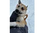 Adopt Lonny a Carolina Dog, Akita