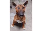 Adopt UDON a Bull Terrier