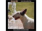 Adopt OZZIE a Bull Terrier