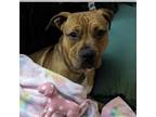 Adopt Bruno a Staffordshire Bull Terrier, Black Mouth Cur
