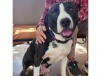 Adopt Alfie a Pit Bull Terrier, Mixed Breed