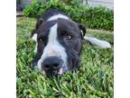 Adopt Alfie a Pit Bull Terrier, Mixed Breed