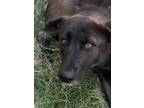 Adopt 54885811 A German Shepherd Dog, Mixed Breed