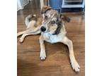 Adopt Louie a Border Collie, Australian Cattle Dog / Blue Heeler