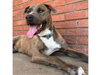 Adopt Andy (DNA tested) a Pit Bull Terrier, Doberman Pinscher