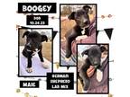 Adopt Boogey a German Shepherd Dog, Labrador Retriever