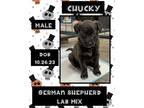 Adopt Chucky a German Shepherd Dog, Labrador Retriever