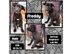 Adopt Freddy a German Shepherd Dog, Labrador Retriever