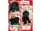 Adopt Hector a Labrador Retriever, Terrier