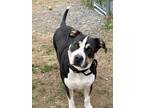 Adopt Bravo a Pit Bull Terrier