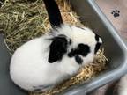 Adopt Elvis a Lionhead, Bunny Rabbit