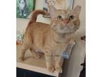 Adopt Tank a Domestic Short Hair