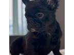 French Bulldog Puppy for sale in Schaumburg, IL, USA