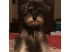 Schnauzer (Miniature) Puppy for sale in Brandon, MS, USA