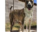 Adopt Kenzi a Brindle Bernese Mountain Dog / Cattle Dog dog in Henderson