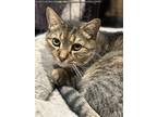 Adopt Sox a Domestic Shorthair / Mixed (short coat) cat in Markham