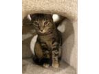 Adopt Hershey a Brown Tabby Domestic Shorthair / Mixed (short coat) cat in St