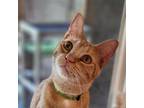 Adopt Evan a Orange or Red Domestic Shorthair / Mixed cat in Brighton