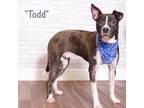 Adopt Todd a Black Terrier (Unknown Type, Small) / Mixed dog in Montgomery