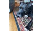 Adopt Rio a Gray/Blue/Silver/Salt & Pepper American Staffordshire Terrier /