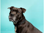 Adopt Rio a Gray/Blue/Silver/Salt & Pepper American Staffordshire Terrier /