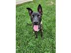 Adopt Halo a Brindle Shepherd (Unknown Type) / Pit Bull Terrier / Mixed dog in