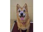 Adopt Sly 49244 a Red/Golden/Orange/Chestnut Finnish Spitz / Mixed dog in Aiken