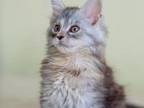 Baby Maine Coon Girl