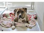 Adopt Monroe (in foster) a Brindle American Pit Bull Terrier / Mixed dog in